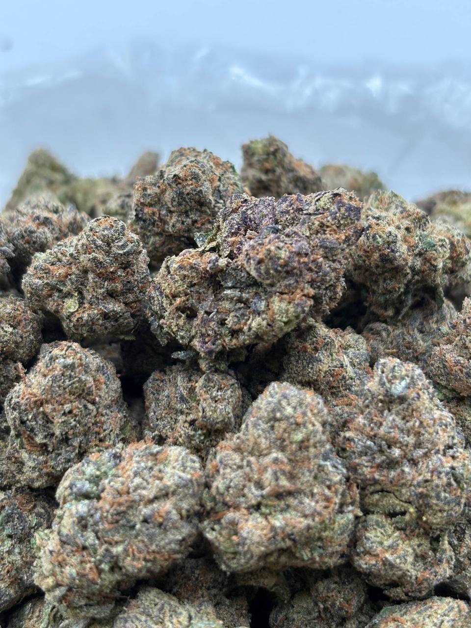 White Cherry Gelato cannabis strain available for DC delivery