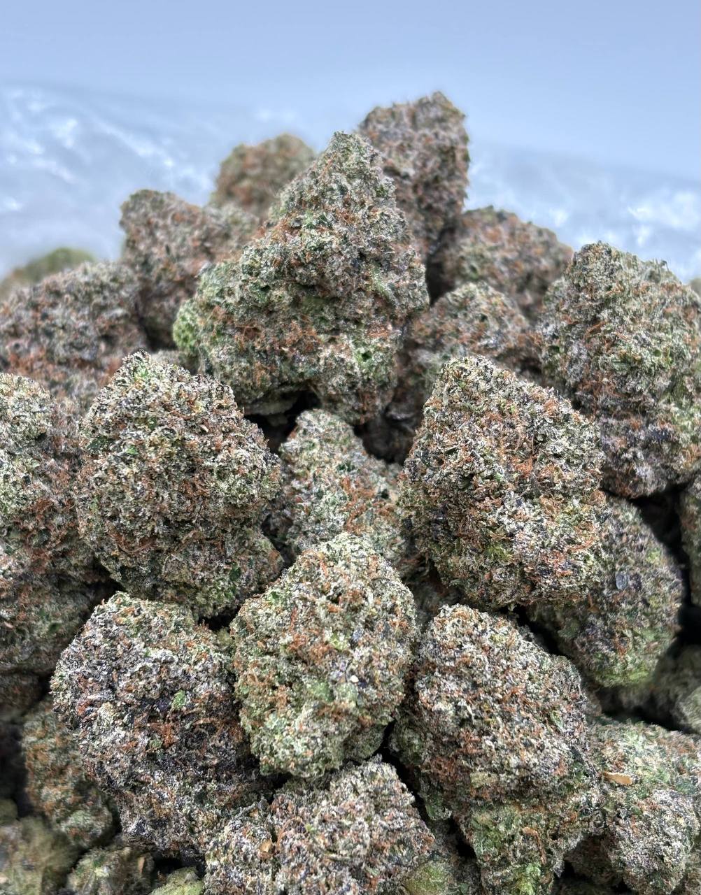 Zandy Blitz cannabis strain available for DC delivery